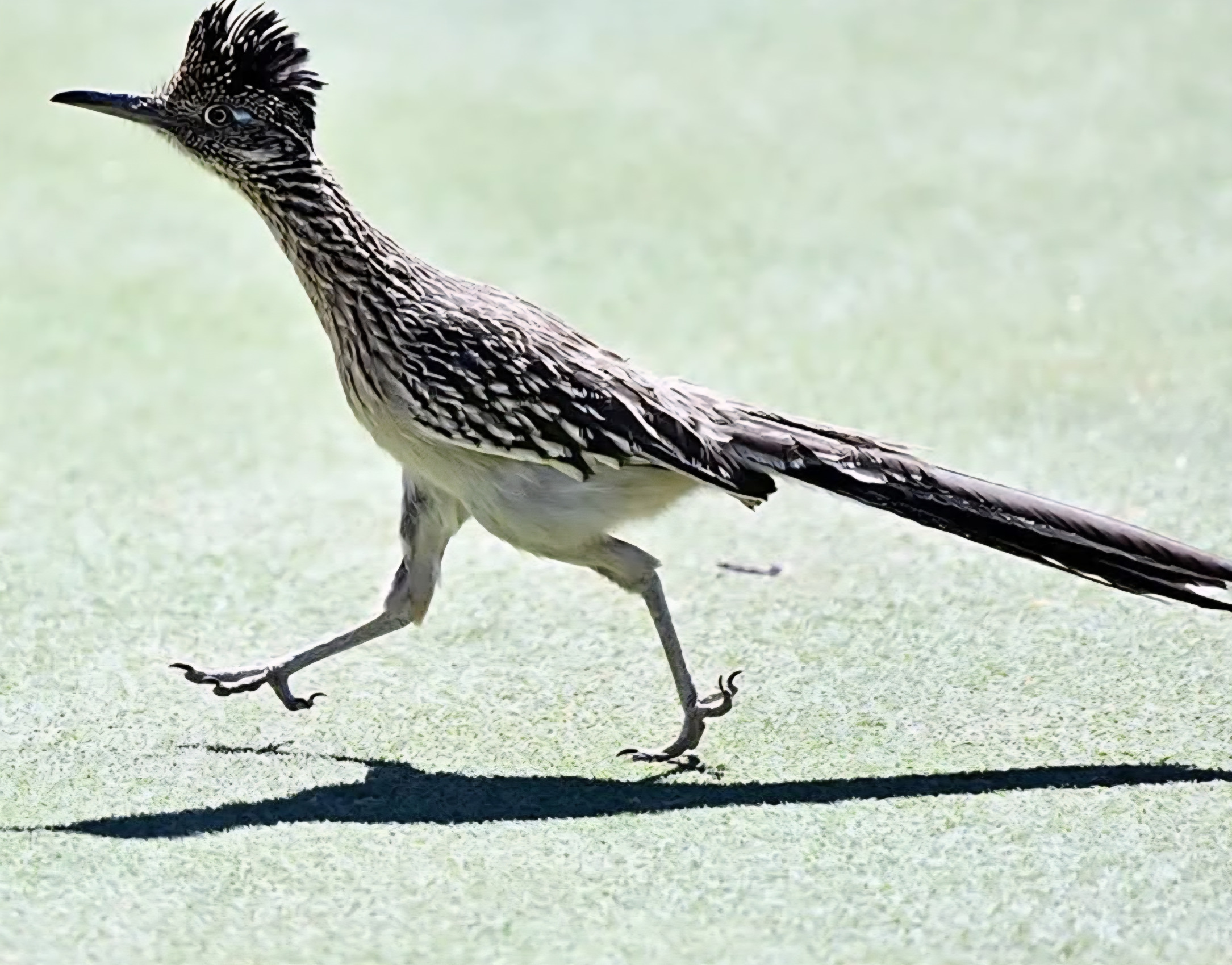 Roadrunner Blank Meme Template