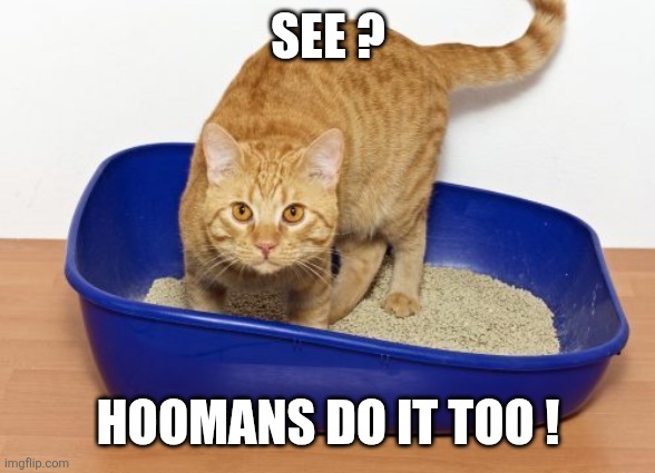 Cat Litter | See ? Hoomans do it too ! | image tagged in cat litter | made w/ Imgflip meme maker