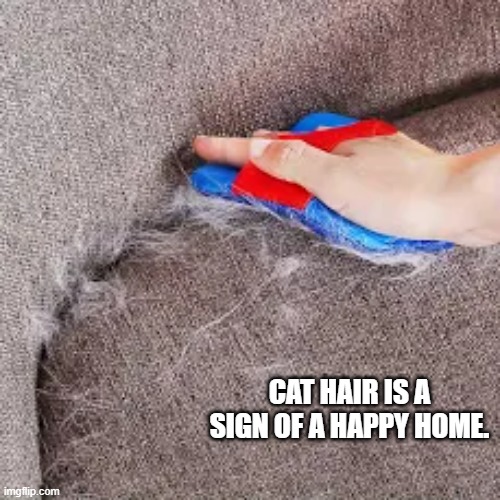 Cat hair is a sure sign of a happy home. | cat hair is a sign of a happy home. | image tagged in cat,kittens,funny,humor,home,funny meme | made w/ Imgflip meme maker