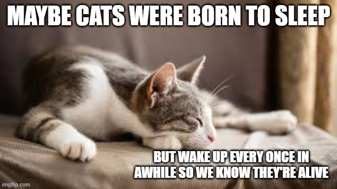 Maybe cats were born to sleep and only wake up so we know they are still alive. | Maybe cats were born to sleep; but wake up every once in awhile so we know they're alive | image tagged in cat,kittens,funny,humor,sleep,alive | made w/ Imgflip meme maker
