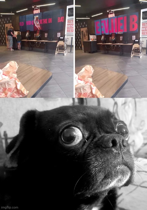 Oh quite a display | image tagged in grumpy dog,display,order,memes,you had one job,fails | made w/ Imgflip meme maker