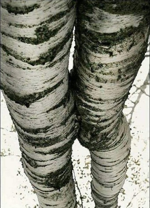 the trees are talking | made w/ Imgflip meme maker