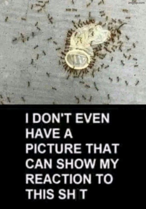 This is another level of above beyond cursed | image tagged in beyond cursed,cursed images,what a terrible day to have eyes,ants,condoms,reactions | made w/ Imgflip meme maker