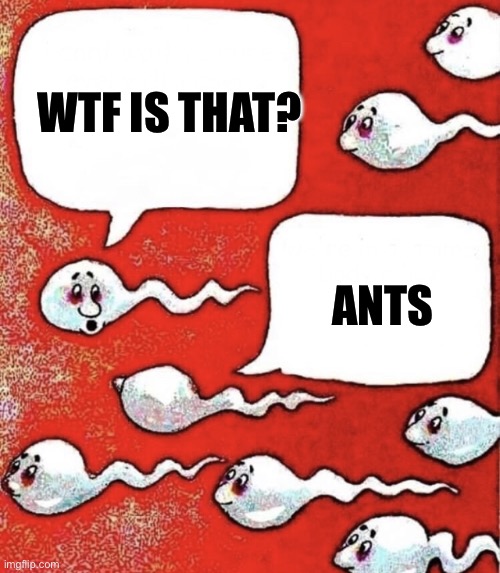 Sperm talk | Wtf is that? Ants | image tagged in sperm talk | made w/ Imgflip meme maker