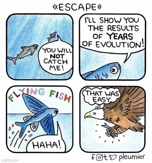 Caught the fish | image tagged in fish,bald eagle,catch,bird,comics,comics/cartoons | made w/ Imgflip meme maker