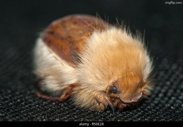 woolly chafer beetle (genus sparrmannia) | made w/ Imgflip meme maker