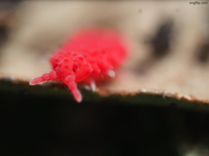 lobellini springtail | made w/ Imgflip meme maker