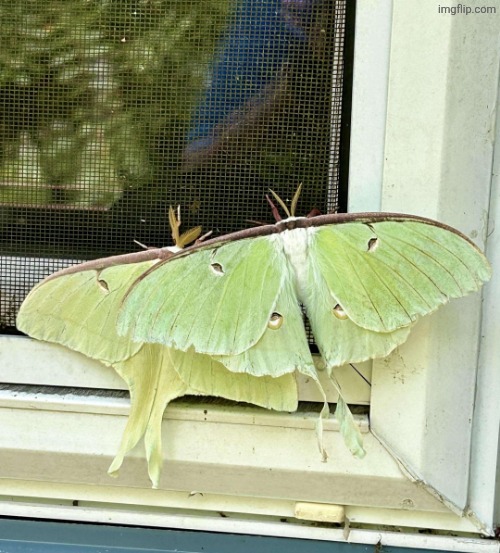 a pair of luna moths | made w/ Imgflip meme maker