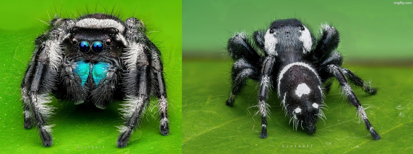 backside and front of male phiddipus regius (i mostly get these from reddit) | made w/ Imgflip meme maker
