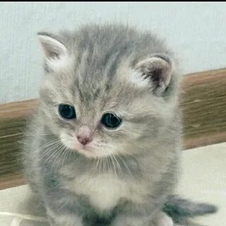 kitten sorry Blank Meme Template