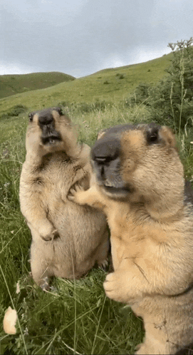 cook Blank Meme Template