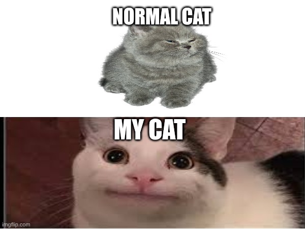 My Cat | Normal Cat; My cat | image tagged in funny memes | made w/ Imgflip meme maker