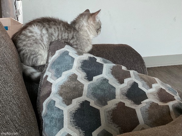 My new cat  named lucky  passed away): idk what to think here’s  a pic from the  night before he died | image tagged in rip,cat | made w/ Imgflip meme maker