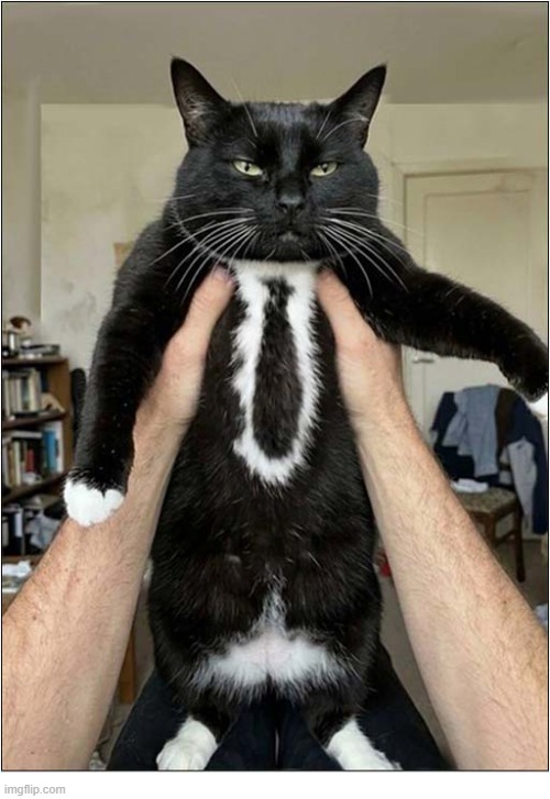 Do You Mind ... I'm Going To Be Late For Work ! | image tagged in cats,tie,late,work | made w/ Imgflip meme maker