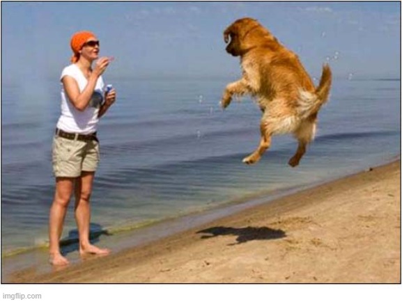 Ooh Look ... Bubbles ! | image tagged in dogs,beach,bubbles | made w/ Imgflip meme maker
