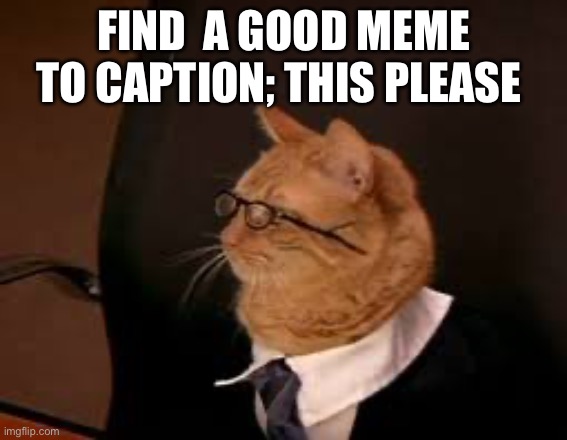 Please | Find  a good meme to caption; this please | image tagged in cat lawyer | made w/ Imgflip meme maker