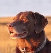 this is a regular dog | made w/ Imgflip meme maker