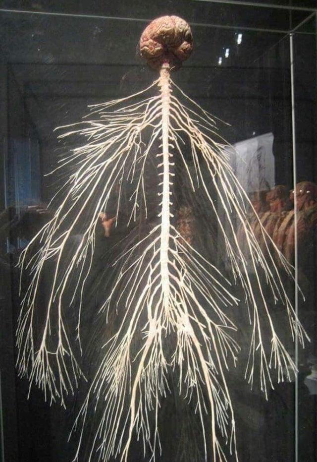 Nervous system Blank Meme Template