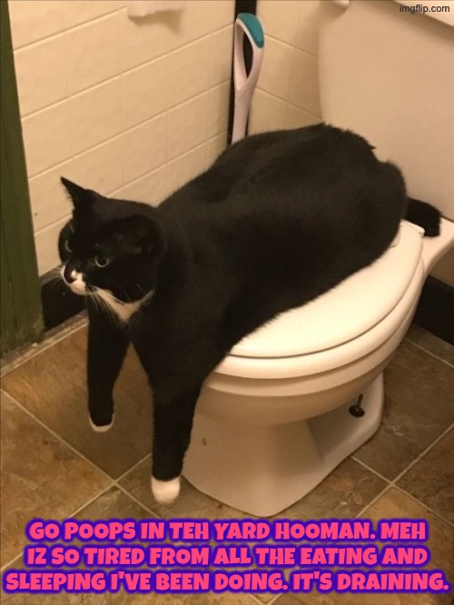Lazy Fat Selfish Slob Cat | Go poops in teh yard hooman. Meh iz so tired from all the eating and sleeping I've been doing. It's draining. | image tagged in cats,funny cats,fat ass,lazy,selfish,toilets | made w/ Imgflip meme maker