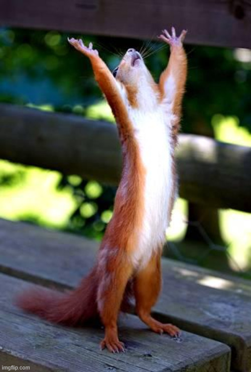 Squirrel, Hands Raised | image tagged in squirrel hands raised | made w/ Imgflip meme maker
