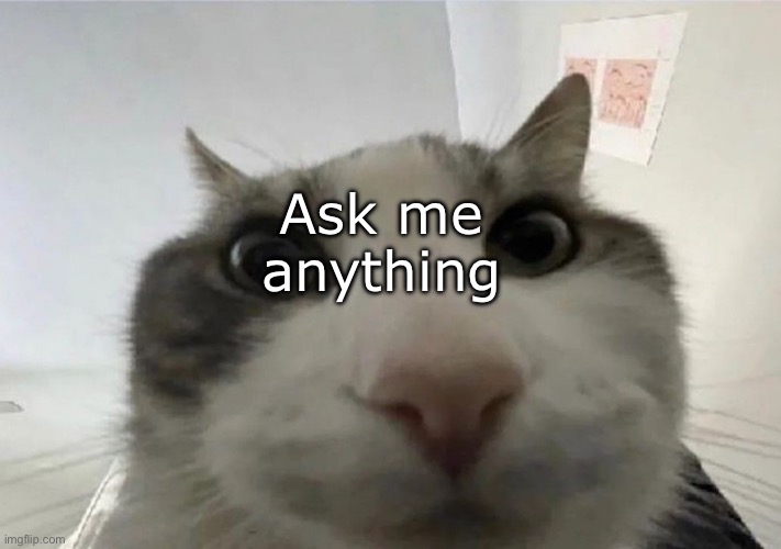 Cat looking inside | Ask me anything | image tagged in cat looking inside | made w/ Imgflip meme maker