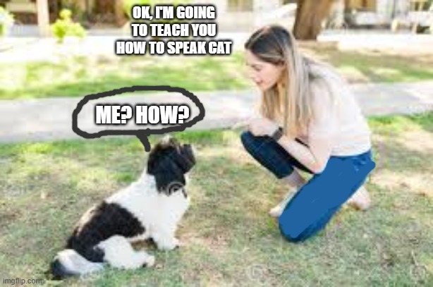 Woman is teaching her dog how to speak "cat".    --  funny  -- | OK, i'm going to teach you how to speak cat; me? how? | image tagged in cat,kittens,funny,humor,dog | made w/ Imgflip meme maker