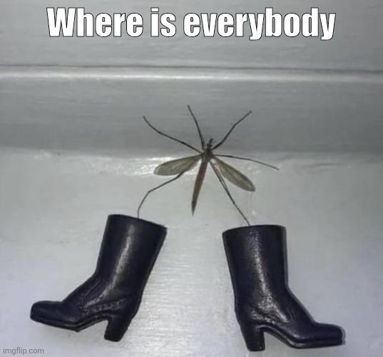 fashionable crane fly | Where is everybody | image tagged in fashionable crane fly | made w/ Imgflip meme maker