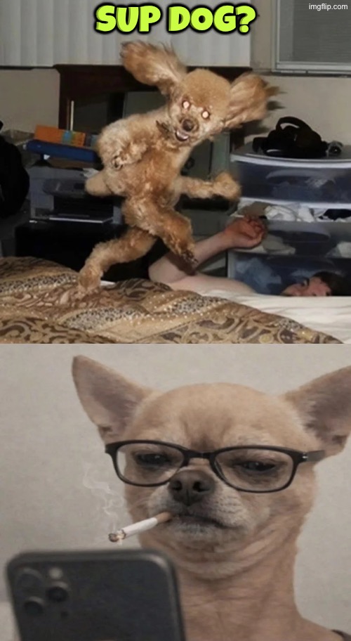 Sup Dog? | Sup dog? | image tagged in dogs,cursed images,funny dogs,unsee juice,drink bleach,dude wtf | made w/ Imgflip meme maker