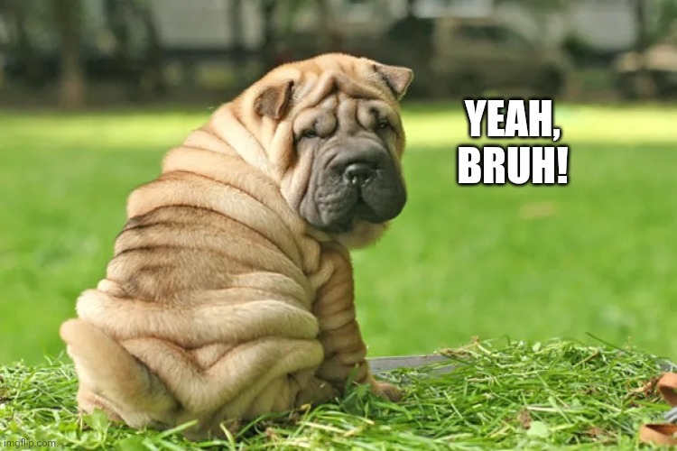 Wrinkle Dawg | Yeah, bruh! | image tagged in wrinkle dawg | made w/ Imgflip meme maker