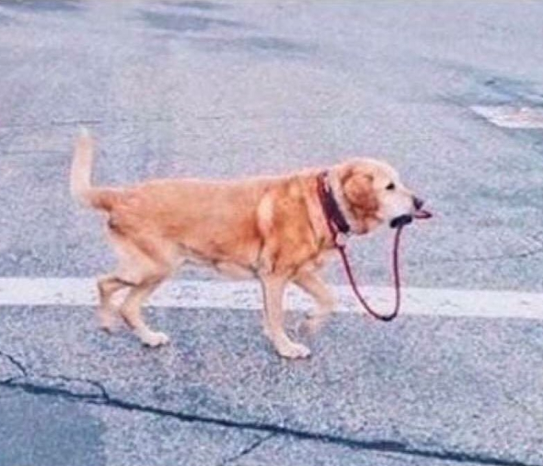 dog leading itself Blank Meme Template