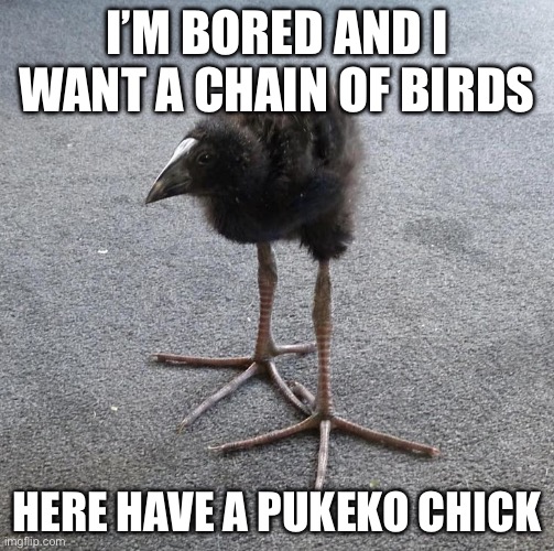 I RAN OUT OF IMAGINATION!!!!!!!!!!!!! So post what you like with DETERMINATION!!!!!!!!!!!!!!!!!!!!!!!!!!!!!!!!!!!!!!!!!!!!!!!!!! | I’m bored and I want a chain of birds; Here have a pukeko chick | image tagged in pukeko chick,funny,memes,random,upvotes,oh wow are you actually reading these tags | made w/ Imgflip meme maker