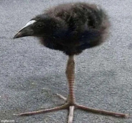 Long Legged  Bird | image tagged in long legged bird | made w/ Imgflip meme maker
