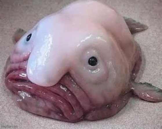 Fishy Olive Oil Nutter Lore | made w/ Imgflip meme maker