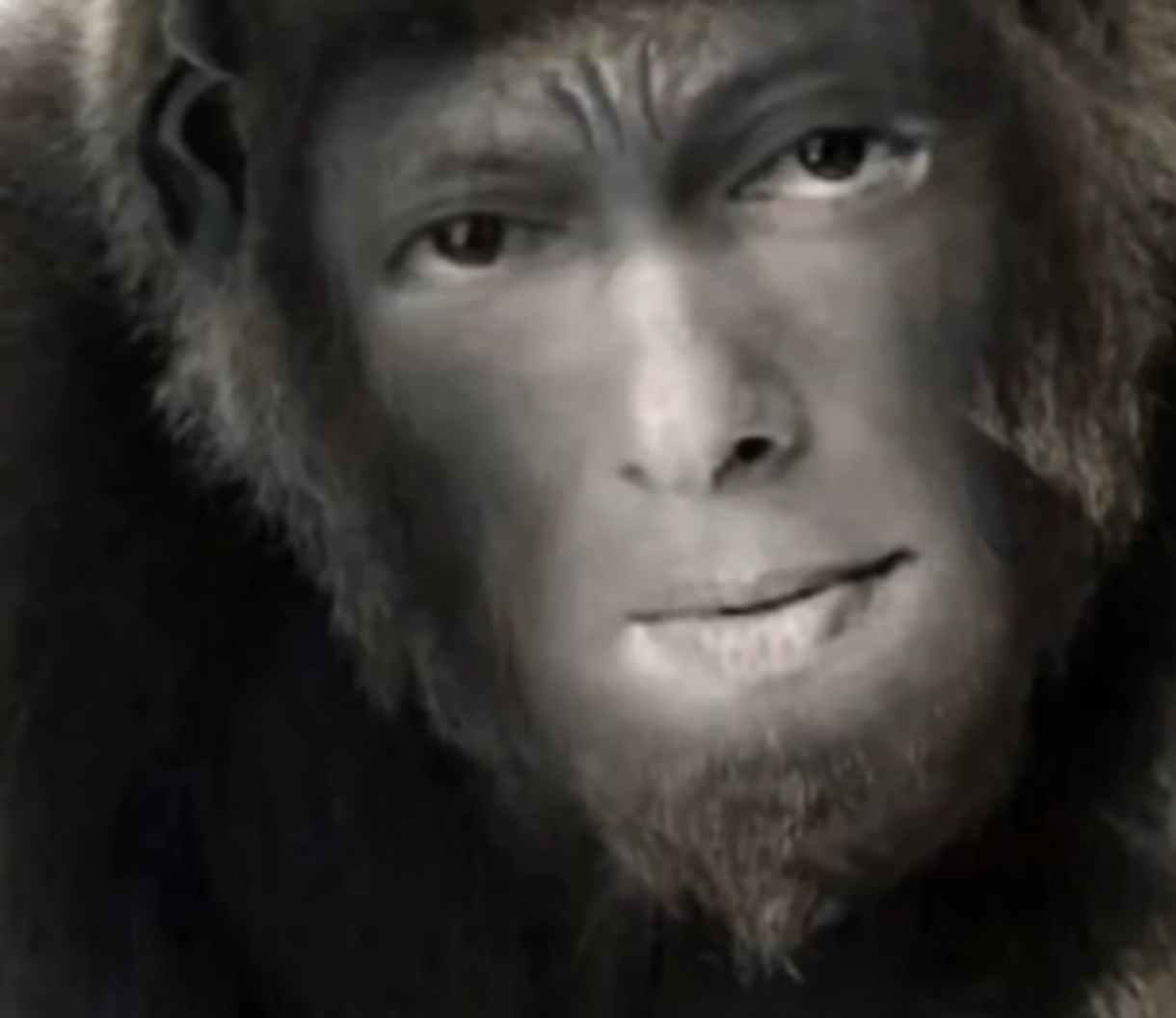 Sallu gorilla Blank Meme Template