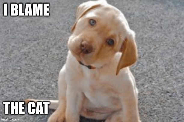 Blame the cat | I blame; The Cat | image tagged in cute puppy,funny memes | made w/ Imgflip meme maker