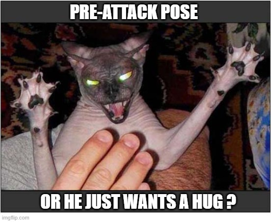 You Decide ... | Pre-attack pose; or he just wants a hug ? | image tagged in cats,hairless,attack,hug | made w/ Imgflip meme maker