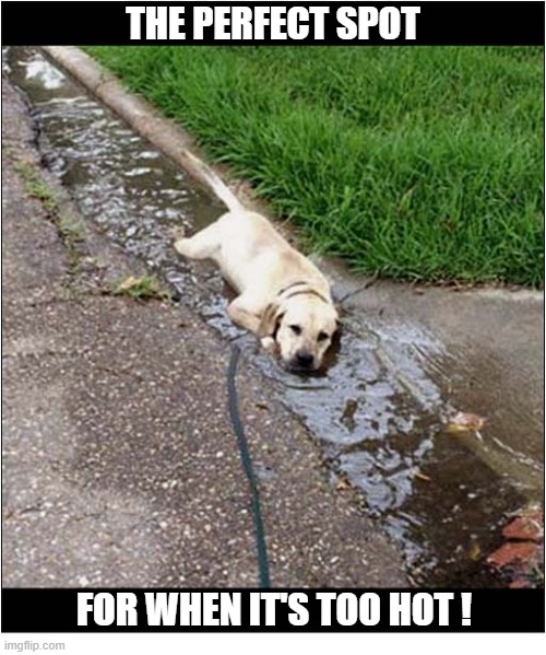 He Just Needed To Cool Down ... | The perfect spot; for When it's too hot ! | image tagged in dogs,cool down,the perfect spot | made w/ Imgflip meme maker