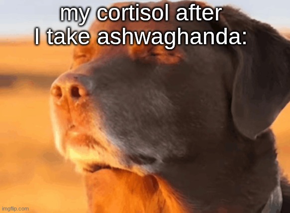 cloud neek memefaq and garfieldfan all have high cortisol. they need to take ashwaghanda | my cortisol after I take ashwaghanda: | image tagged in relaxed dog | made w/ Imgflip meme maker
