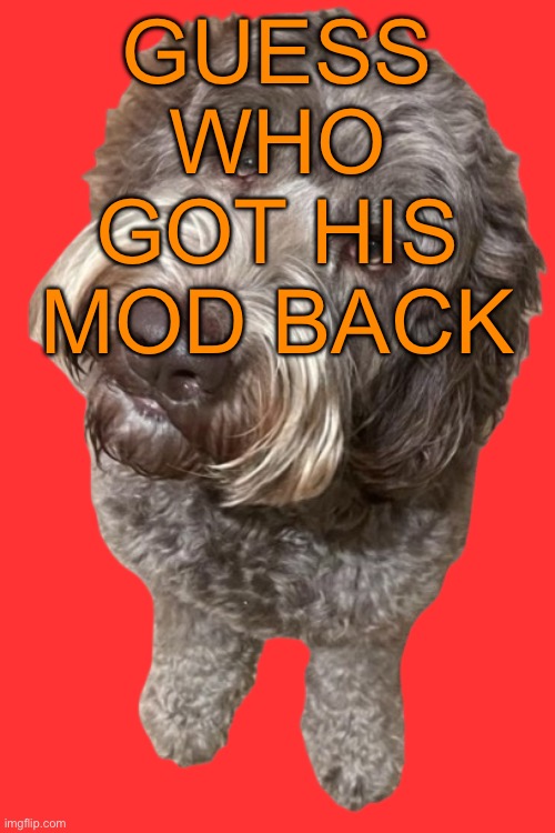 Ight Imma lock in now | GUESS WHO GOT HIS MOD BACK | image tagged in northers dog transparent | made w/ Imgflip meme maker
