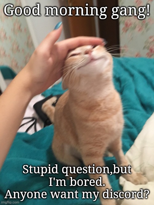 I just want more friends to yap with tbh | Good morning gang! Stupid question,but I'm bored. Anyone want my discord? | image tagged in cat pat | made w/ Imgflip meme maker