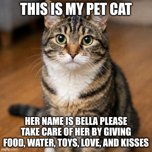 cat | this is my pet cat; her name is Bella please take care of her by giving food, water, toys, love, and kisses | image tagged in cat | made w/ Imgflip meme maker
