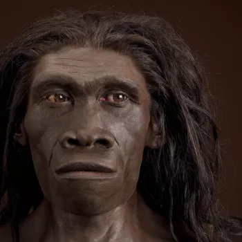 Homo erectus Blank Meme Template