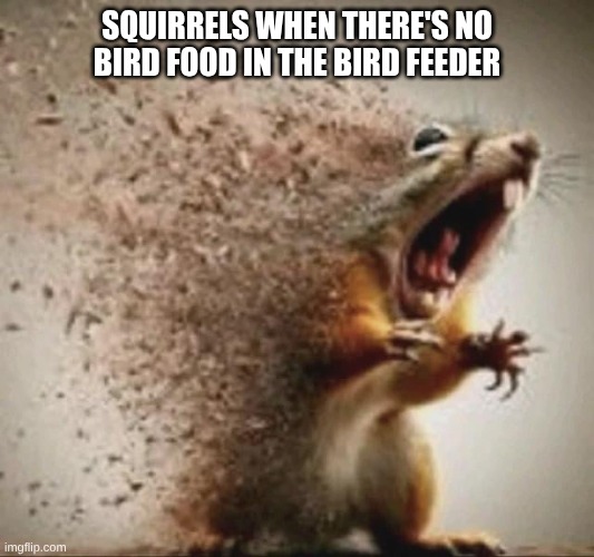 badass squirrel disintegrating | Squirrels when there's no bird food in the bird feeder | image tagged in badass squirrel disintegrating | made w/ Imgflip meme maker