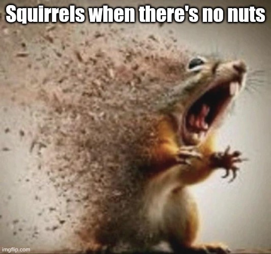 badass squirrel disintegrating | Squirrels when there's no nuts | image tagged in badass squirrel disintegrating | made w/ Imgflip meme maker