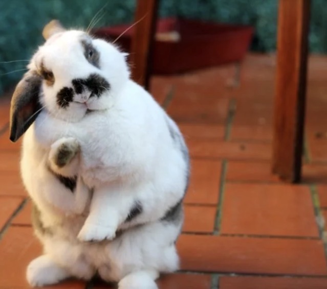 Waving rabbit Blank Meme Template