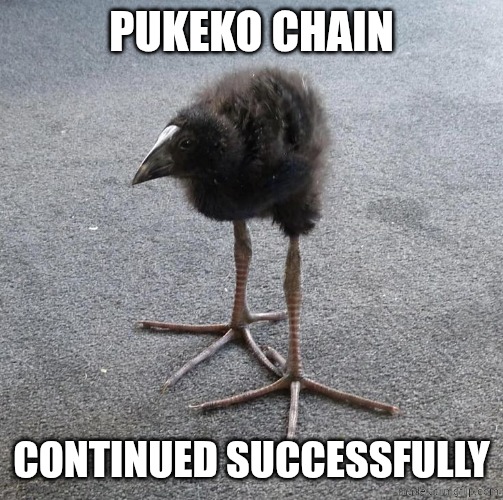 Pukeko chain Continued successfully | image tagged in pukeko chick | made w/ Imgflip meme maker