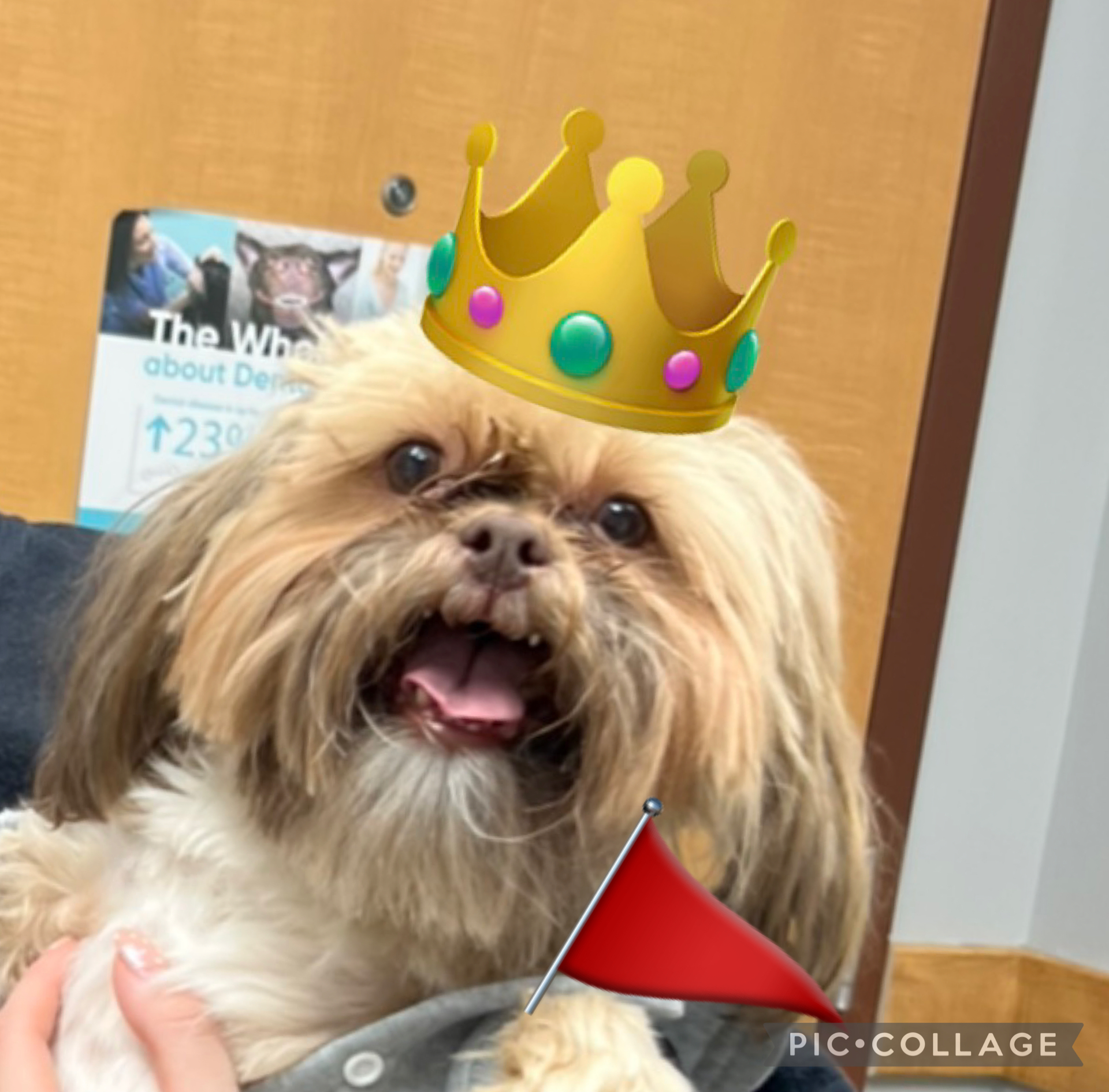 Dog with crown and a red flag Blank Meme Template