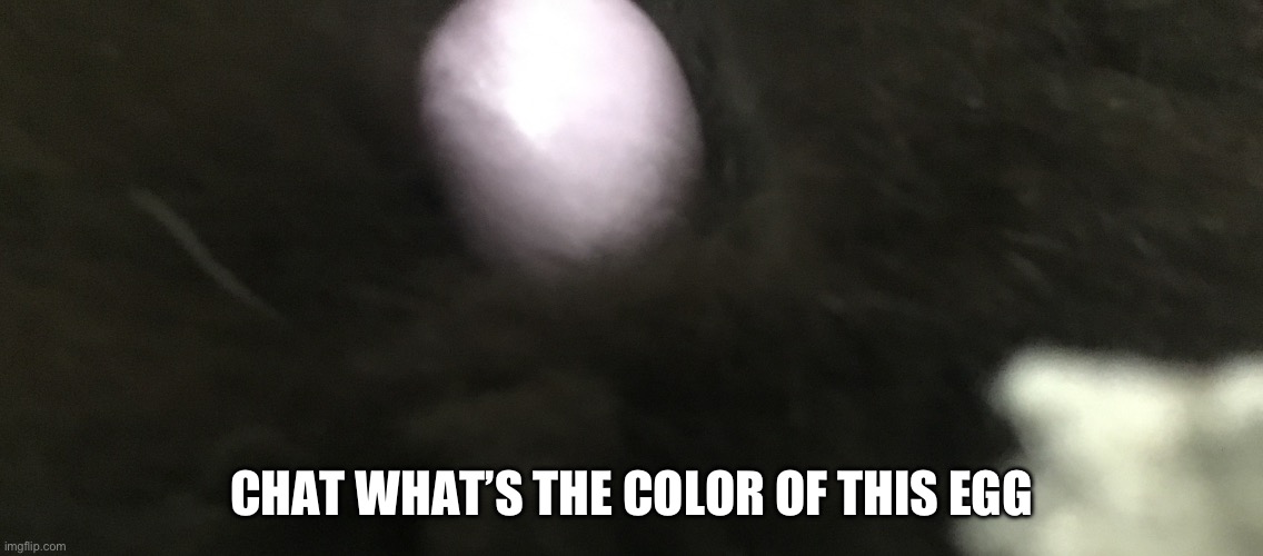 Credits to my cat | Chat what’s the color of this egg | image tagged in easter,colors | made w/ Imgflip meme maker