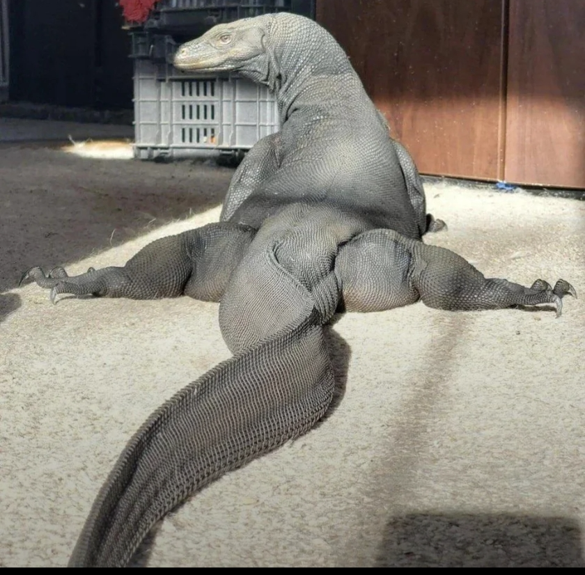 Thicc Komodo Blank Meme Template