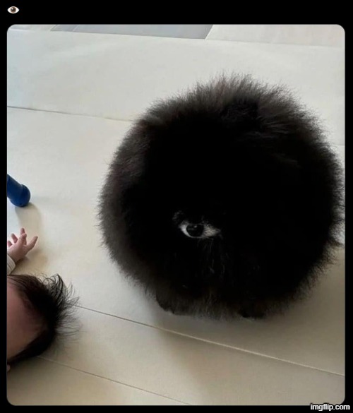 Would you keep this as a pet | made w/ Imgflip meme maker